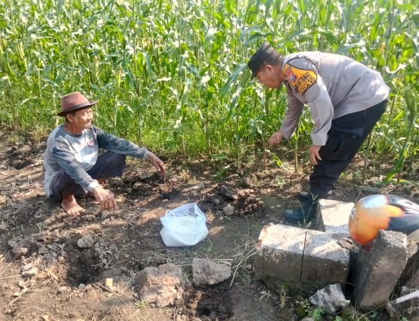 Polsek Sedati Dampingi Perawatan Jagung Pekarangan di Desa Buncitan untuk Dukung Swasembada Pangan